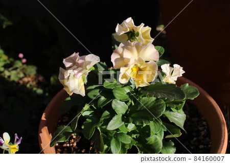 Potted frill pansy Ciel Brier 84160007