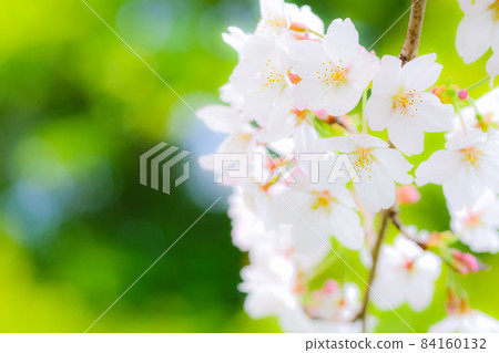 櫻花(柔焦) 櫻花(柔焦) 84160132