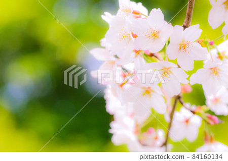 櫻花(柔焦) 櫻花(柔焦) 84160134
