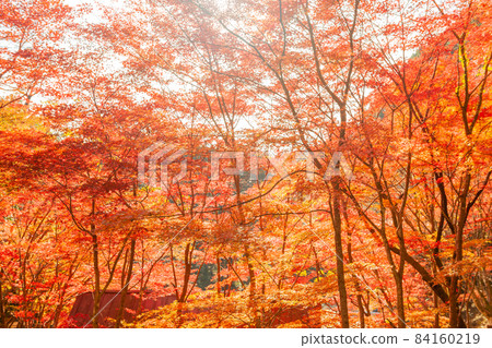 在滑動的谷的秋葉 84160219