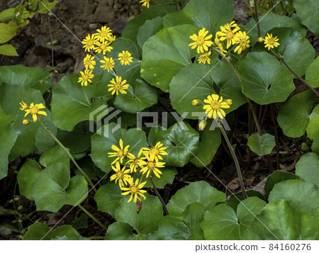 Yellow flowers of Zwabuki 84160276