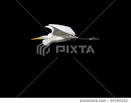 Great egret flying on a black background Great egret flying on a black background 84160282