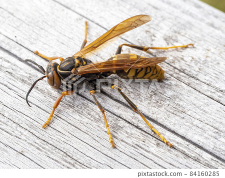 董事會上的Polistes jokahamae 84160285