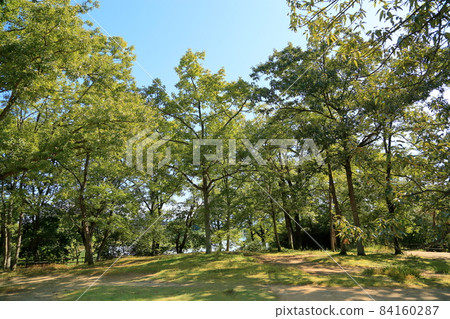 秋天的公園 84160287