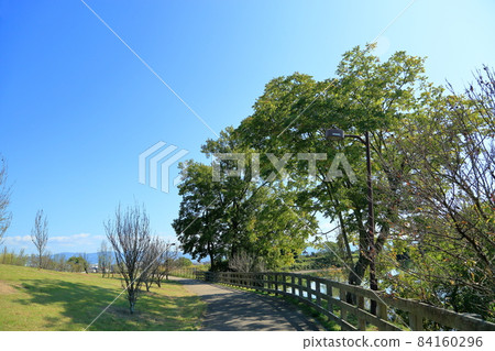 Autumn park Sapindaceae tree Autumn park Sapindaceae tree 84160296