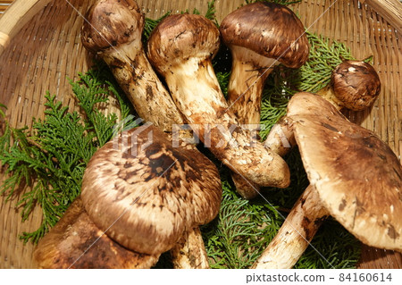 Luxury matsutake mushrooms from Nagano prefecture, Shinshu 84160614