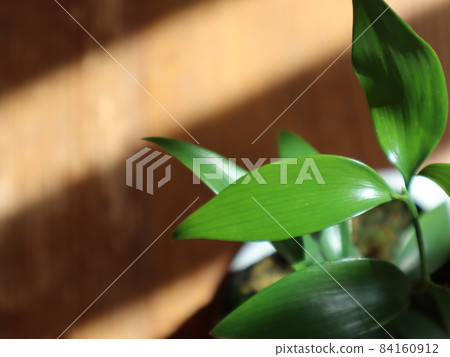 被稱為熊野神樹的渚樹葉 84160912