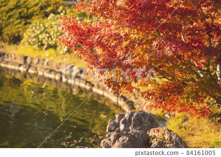 日本庭園秋葉楓秋秋葉狩獵觀光紅色風景季節-照片素材（圖片