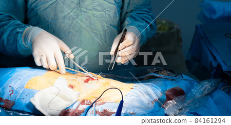 The surgeon's hands suture the patient's skin.  84161294