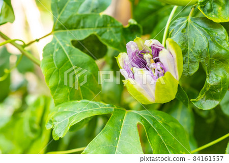Exotic flower of passion fruit in blossom on the tree. Exotic flower of passion fruit in blossom on the tree. 84161557