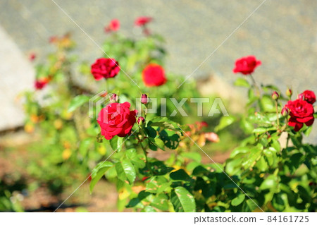 Rose flower Rabagroute 84161725