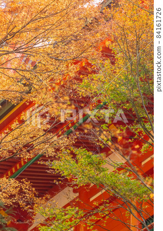 Autumn leaves in Shiga, Yokawa Main Hall, Yokogawa Nakado 84161726