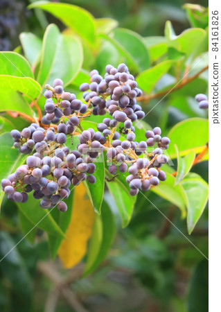 女貞果(有光澤的女貞) 女貞果(有光澤的女貞) 84161826