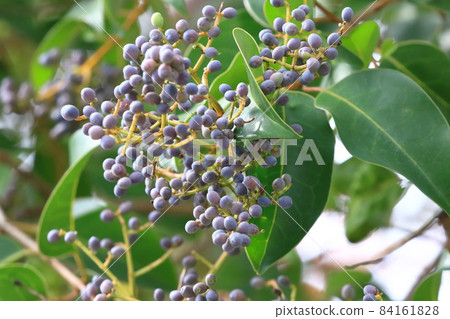Fruit of privet (Glossy privet) 84161828