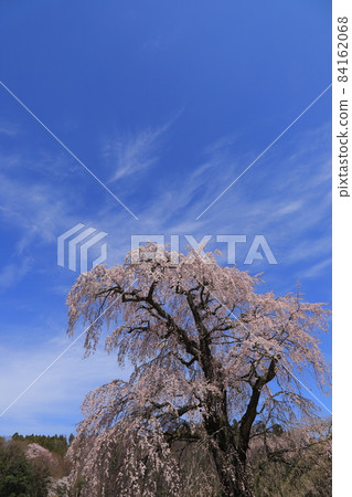 福島縣福島寺的絲櫻 84162068