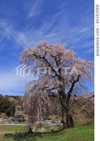 福島縣福島寺的絲櫻 84162069