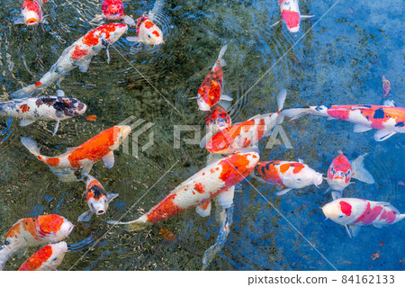 美麗的鯉魚 美麗的鯉魚 84162133