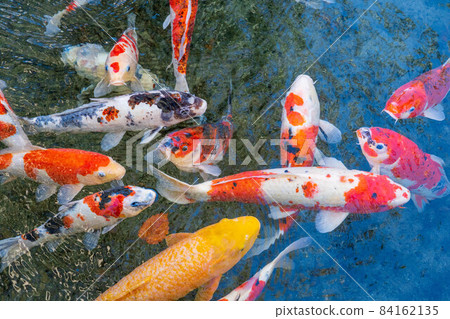 美麗的鯉魚 84162135