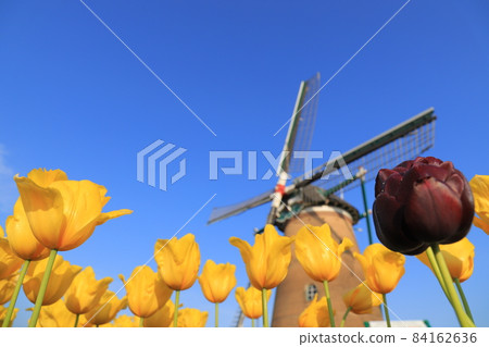 Tulips and windmills in Sakura Furusato Square 84162636