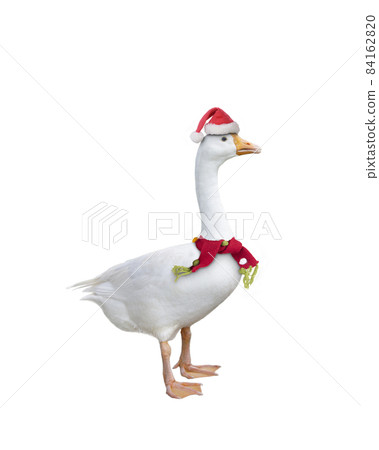 White goose wearing christmas hat and  scarf standing on white background. 84162820