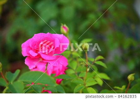 Moist red rose swayed by the wind 84162835