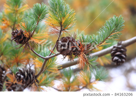 松樹和大松子秋葉 松樹和大松子秋葉 84163206