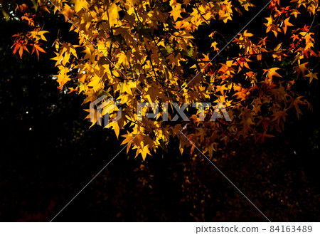 Late autumn C 84163489