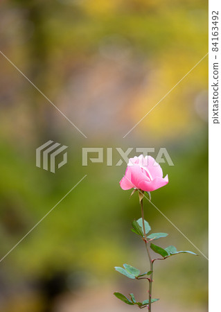 Rose B Rose B 84163492