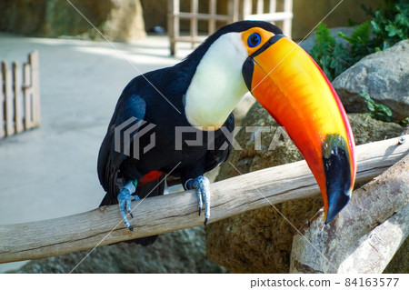 Asuwayama Park Amusement Park Hapijan Toco Toucan Asuwayama Park Amusement Park Hapijan Toco Toucan 84163577