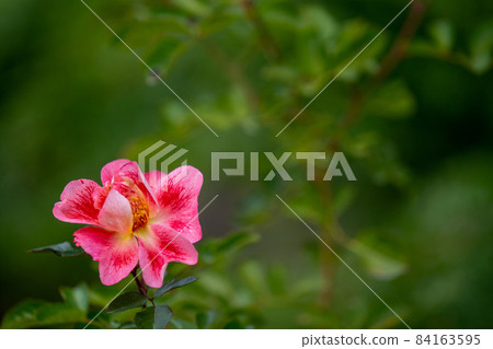 Rose G 84163595