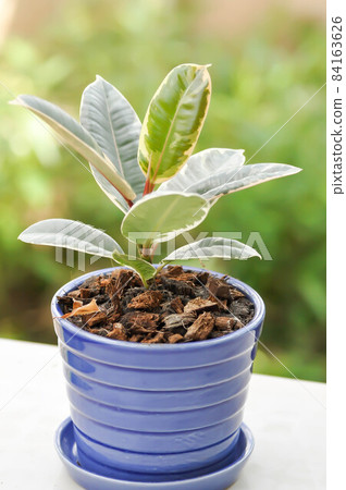 Decora Tree, Indian Rubber Tree or Rubber Plant or Variegated Indian Rubber Decora Tree, Indian Rubber Tree or Rubber Plant or Variegated Indian Rubber 84163626