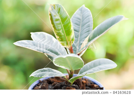Decora Tree, Indian Rubber Tree or Rubber Plant or Variegated Indian Rubber 84163628