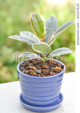 Decora Tree, Indian Rubber Tree or Rubber Plant or Variegated Indian Rubber 84163629