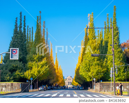 Ginkgo tree-lined landscape of Jingu Gaien Ginkgo tree-lined landscape of Jingu Gaien 84163692