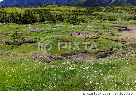 Scenery of Mt. Naeba Mountain Raised Bog in Summer Scenery of Mt. Naeba Mountain Raised Bog in Summer 84163759