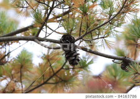 松樹和大松子秋葉 84163786