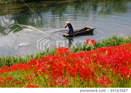 Cluster amaryllis on the Tsuya River embankment and a small boat for cast net fishing 84163887