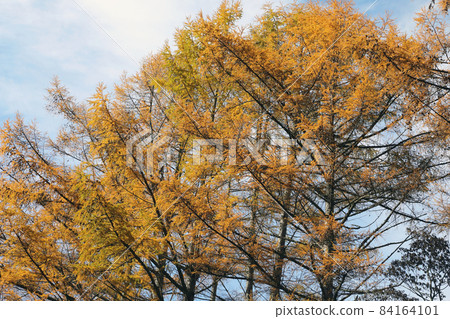 Autumn leaves of larch that shine in the late autumn sky-Bisazawa forest road, Tadami Town, Fukushima Prefecture Autumn leaves of larch that shine in the late autumn sky-Bisazawa forest road, Tadami Town, Fukushima Prefecture 84164101