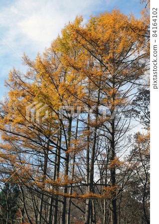 Autumn leaves of larch that shine in the late autumn sky-Bisazawa forest road, Tadami Town, Fukushima Prefecture 84164102