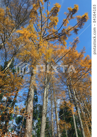 Autumn leaves of larch that shine in the blue sky in late autumn-Bisazawa Forest Road, Tadami Town, Fukushima Prefecture 84164103