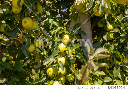Ripe golden apples in a farm orchard 84165014