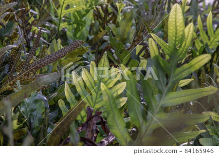 Common polypody (polypodium vulgare) green plant background. Botanical foliage texture background. Fresh green fern leaves. Common polypody (polypodium vulgare) green plant background. Botanical foliage texture background. Fresh green fern leaves. 84165946