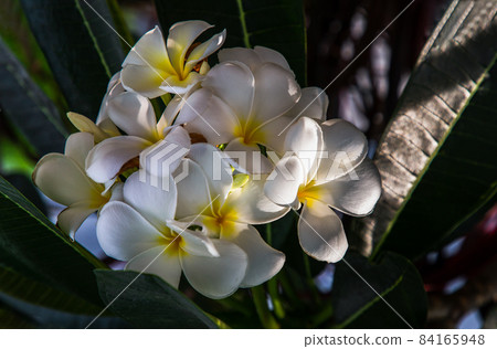 Group of white plumeria frangipani flowers ( Leelawadee ) on green leaf background. Thai Beautiful and Awesome flowers. Group of white plumeria frangipani flowers ( Leelawadee ) on green leaf background. Thai Beautiful and Awesome flowers. 84165948