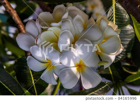 Group of white plumeria frangipani flowers ( Leelawadee ) on green leaf background. Thai Beautiful and Awesome flowers. Group of white plumeria frangipani flowers ( Leelawadee ) on green leaf background. Thai Beautiful and Awesome flowers. 84165996