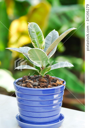 Decora Tree, Indian Rubber Tree or Rubber Plant or Variegated Indian Rubber Decora Tree, Indian Rubber Tree or Rubber Plant or Variegated Indian Rubber 84166279