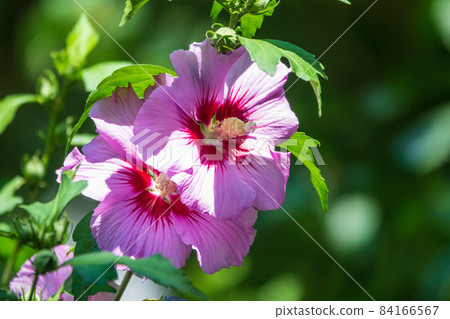 Pink flowers of Hibiscus moscheutos plant close-up. Hibiscus moscheutos, swamp hibiscus, 84166567