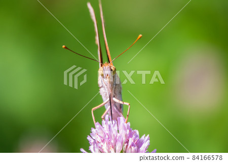 The dark green fritillary butterfly collects nectar on flower. Speyeria aglaja is a species of butterfly in the family Nymphalidae. The dark green fritillary butterfly collects nectar on flower. Speyeria aglaja is a species of butterfly in the family Nymphalidae. 84166578