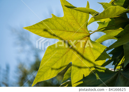 Green Leaves of Pltatanus oreintalis tree in sunset light Green Leaves of Pltatanus oreintalis tree in sunset light 84166625