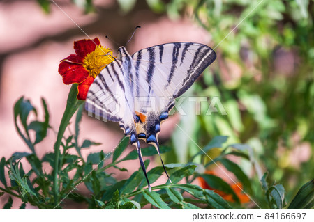 Beautiful Butterfly Scarce Swallowtail, Sail Swallowtail, Pear-tree Swallowtail, Podalirius. Latin name Iphiclides podaliriu. Butterfly collects nectar on flower. 84166697