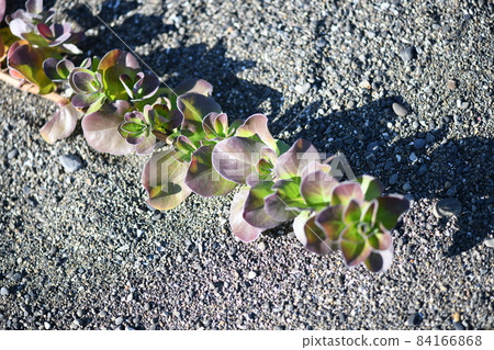 Leaves of the beach plant, Vitex rotundifolia Leaves of the beach plant, Vitex rotundifolia 84166868